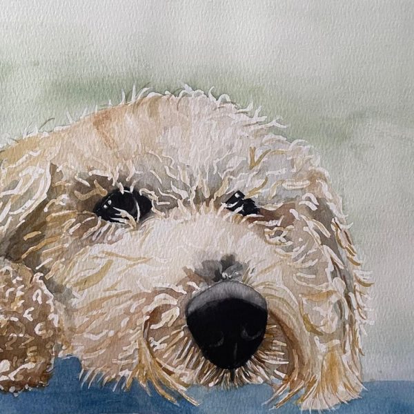 Watercolour portrait of a curly-haired dog